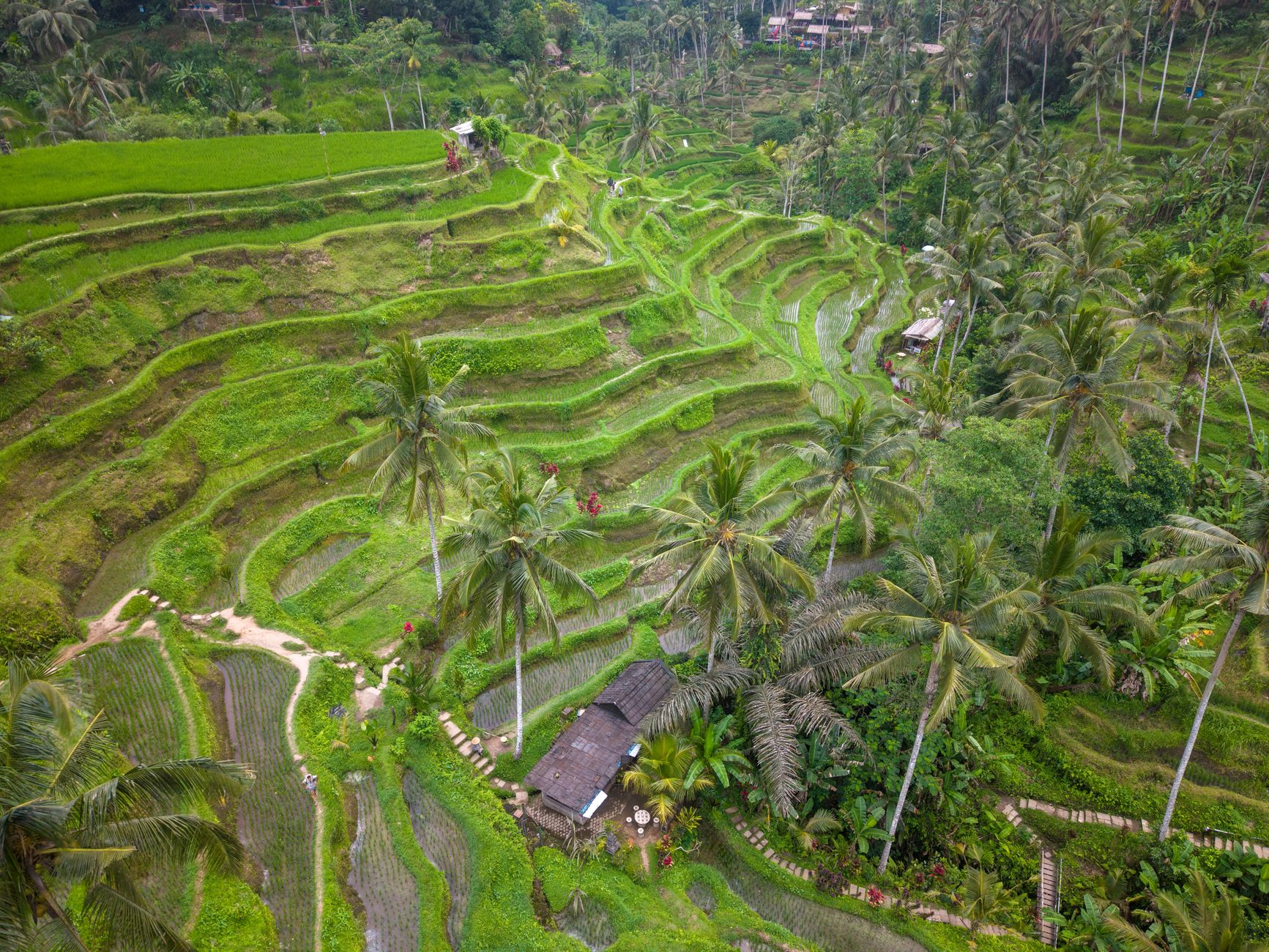 Terasering sawah hijau di Ubud