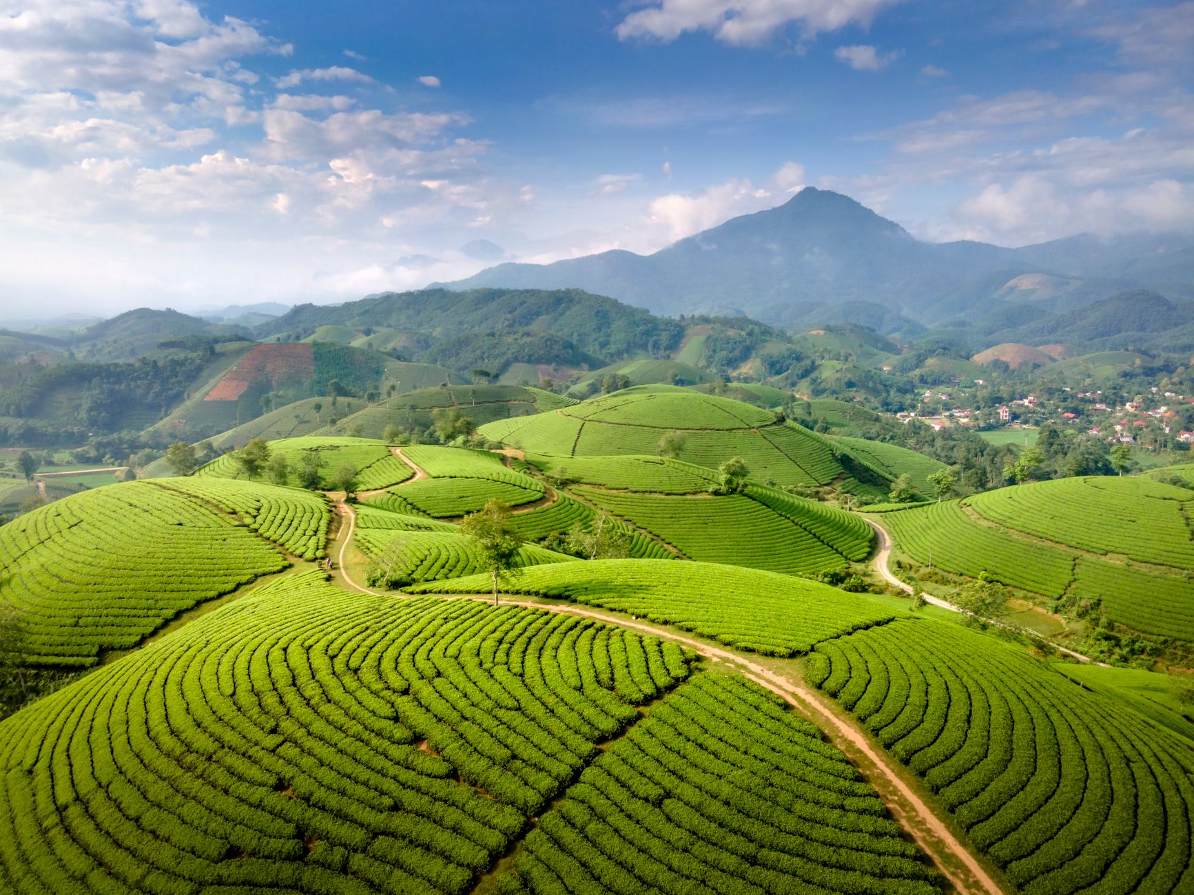 Hamparan kebun teh di perbukitan hijau