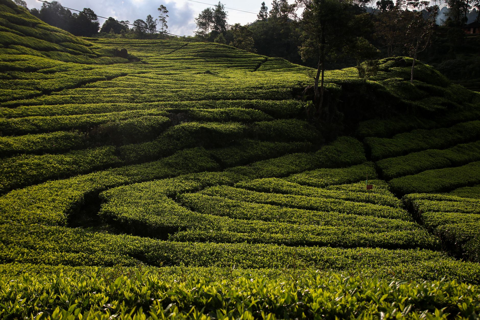 Kebun teh di Ciwidey
