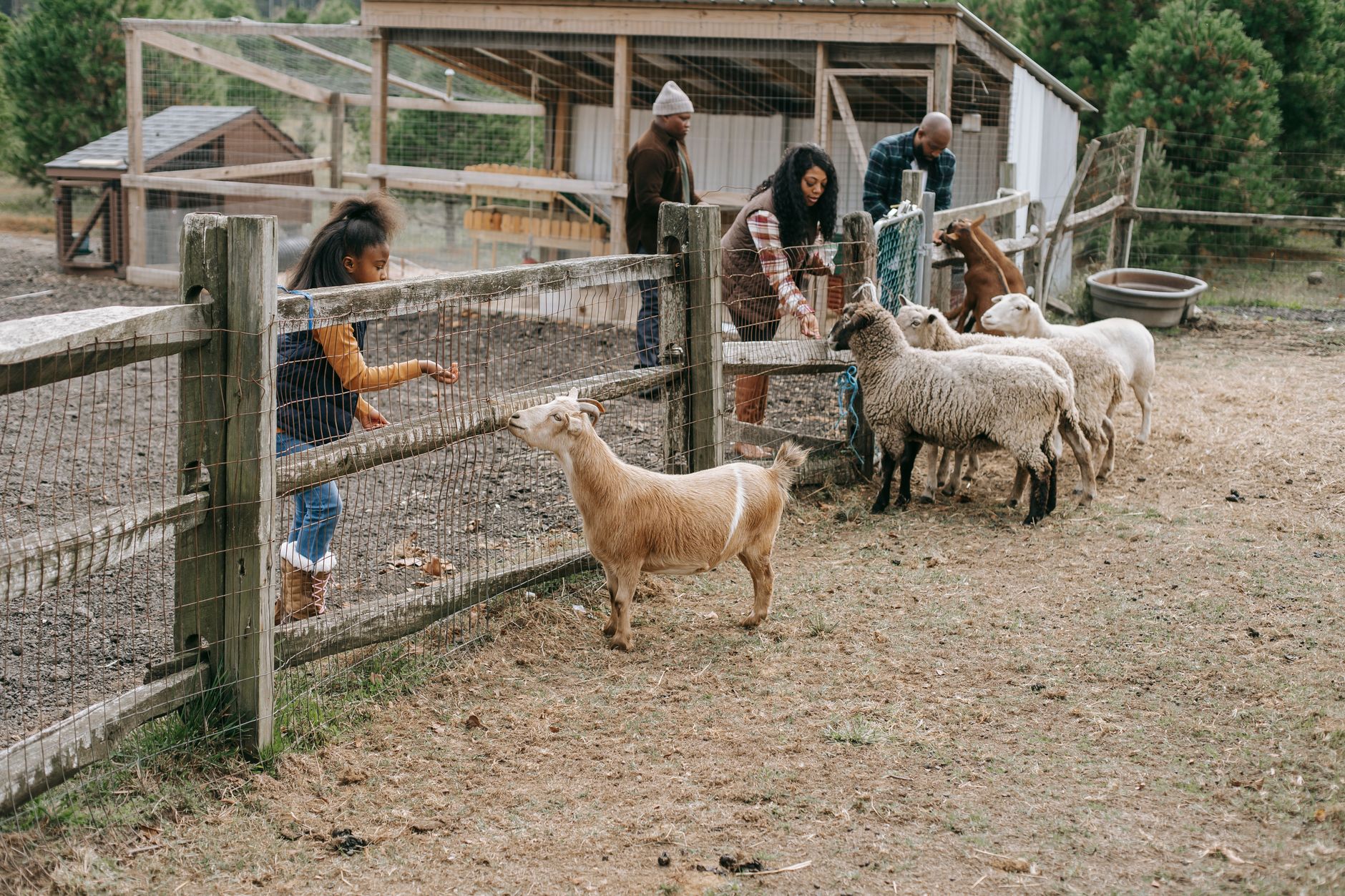 Anak memberi makan hewan ternak di petting zoo