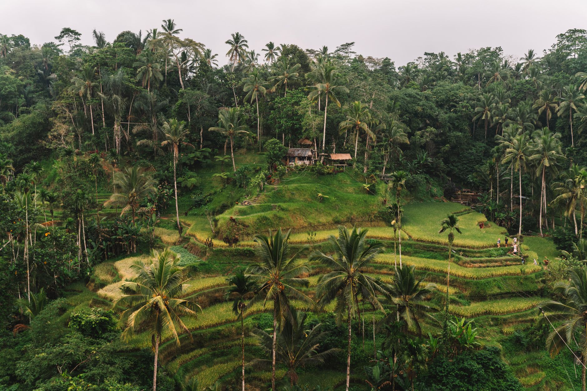 Terasering sawah hijau di kawasan Ubud, Gianyar